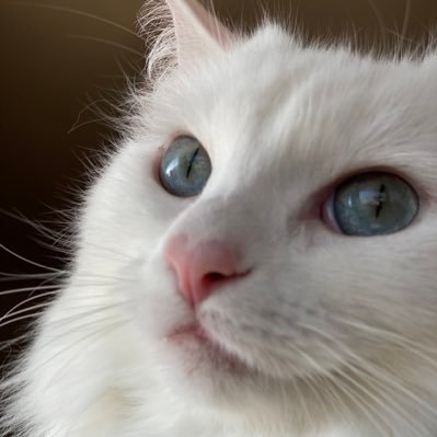 zenzaidayon's profile picture. 慶応通信77期/学士入学/湘南慶友会/02O