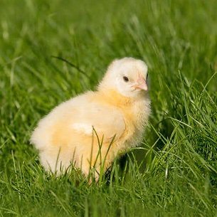 gifdesaninado's profile picture. 