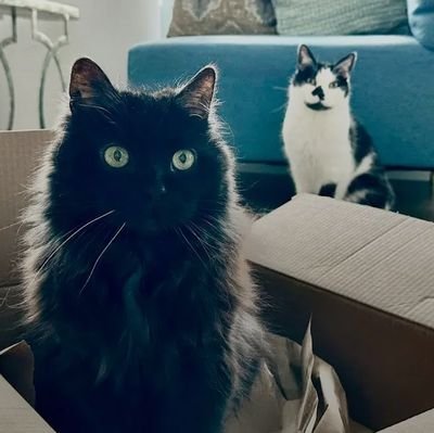 Black cats are amazing, beautiful and intelligent animals. We celebrate the wonderful black cat here!😻