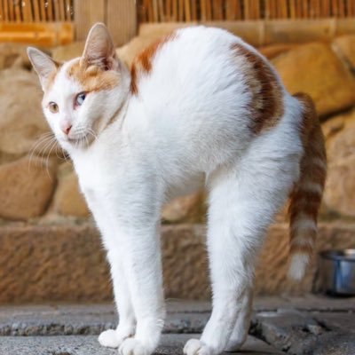 HCH7708's profile picture. 科學的盡頭是玄學