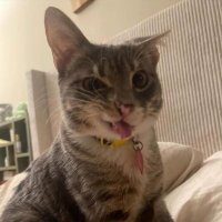 LateoRT (@connexivelogic) 's Twitter Profile