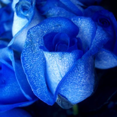 ao_bara_'s profile picture. 鍵つき閲覧予約専用