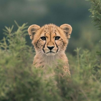 Wildlife lover exploring nature's
wonders.🌿🦁
follow me follow back⚡💯
