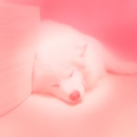 ke (@lulohruvjfd4yfo) 's Twitter Profile Photo