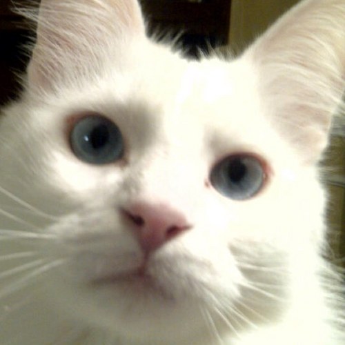 momo_malo's profile picture. 2004年からアメリカ🇺🇸在住。SMAP大好き。中でも中居くんが大大大好き💕中居くんの歌声が好きな音大出