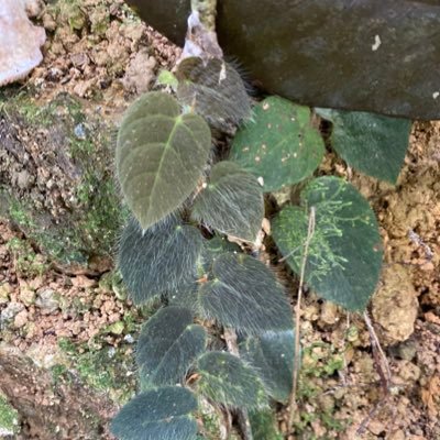 Plant photobiologist, plant environmental physiologist, and tropical plant conservationist