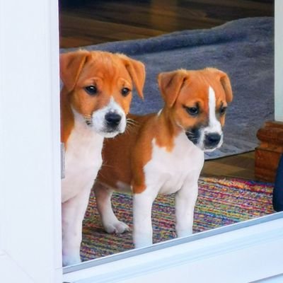 sue288's profile picture. ❤️💞❤️🕊️💖💙💖🕊️ 🐾🐕🐾