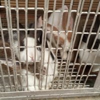 National Rabbit Conservation & Training institute (@rabbittrai75059) 's Twitter Profile Photo