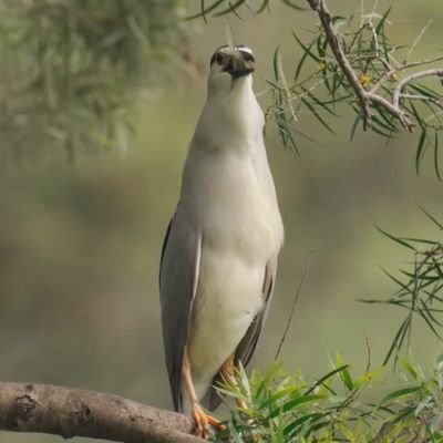 chocolate4655's profile picture. 