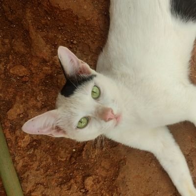 poltkopinion's profile picture. before falling to punnamada kayal
