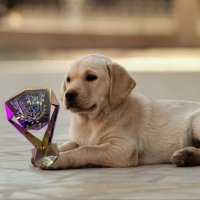 blagojefn (@blagoje2013) 's Twitter Profile