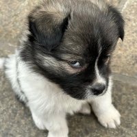 touchsaav 🐈💚 (@touchsaav) 's Twitter Profile