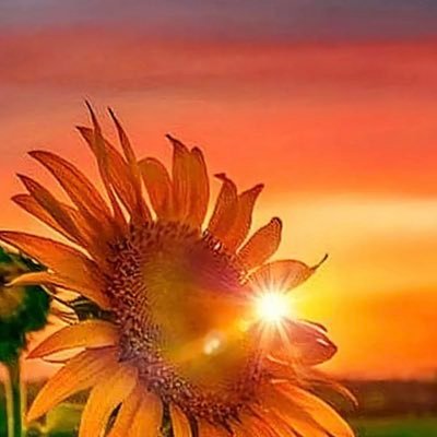 MountainDawn04's profile picture. Never lose your sense of wonder~🌻🍃☀️🍀✨🍃