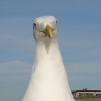 eudald balcell*lls🎗 (@eudaldbalcells) 's Twitter Profile
