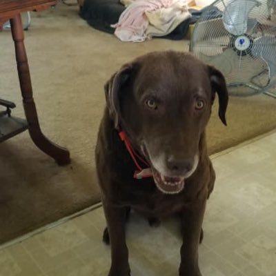 Smartcoder245's profile picture. Crypto Dev