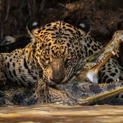 Proteja a Onça Profile