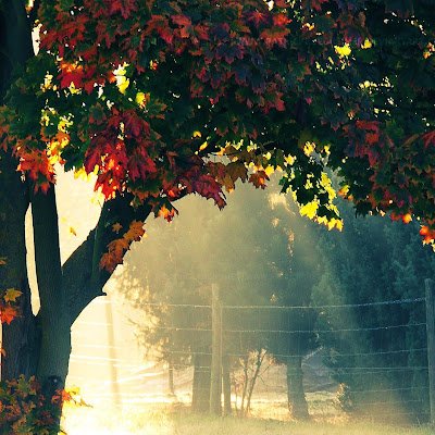 DStepanskis's profile picture. 