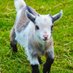 rams burg (@ramsburg123) Twitter profile photo rams burg (@ramsburg123) Twitter profile photo
