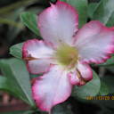 Zara Roy - @Ani_e2_Roy - Twitter