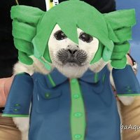 nico🦭 (@ribbonsinnature) 's Twitter Profile Photo nico🦭 (@ribbonsinnature) 's Twitter Profile Photo