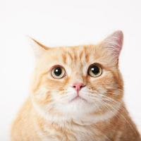 justintern00's profile picture. adopt me-ow