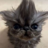 mandarin (@dand_pp) 's Twitter Profile