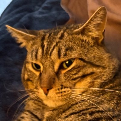 QuelquFr's profile picture. Rien