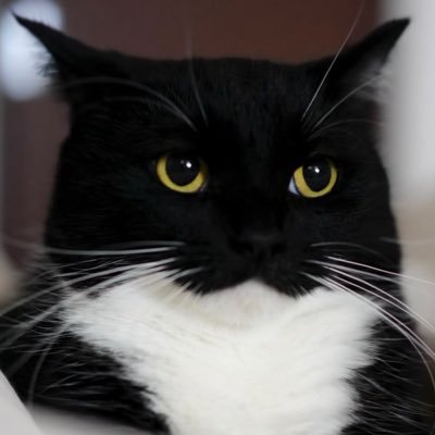 Chicken-obsessed Minuet cat, born Mar 27, 2020 Japan With Sora, Aoba & Yoru → @soraaobauniyoru Merch: https://t.co/pNmWKIRX2C | https://t.co/9aoA4Pmi7u