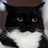 unicouniuni3's profile picture. Chicken-obsessed Minuet cat, born Mar 27, 2020 Japan With Sora, Aoba & Yoru → @soraaobauniyoru Merch: https://t.co/pNmWKIRX2C | https://t.co/9aoA4Pmi7u