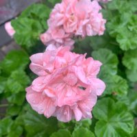 anja (@anjaxuanreads2) 's Twitter Profile