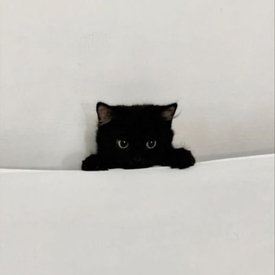 Rikuool's profile picture. 아 위시보다 위시 많이보고싶다