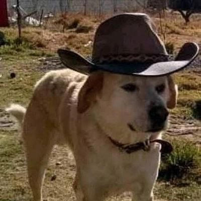 BoseRock97's profile picture. 