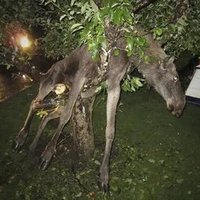 MooseIsLoose (@lemooseisloose) 's Twitter Profile