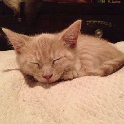 Bobbyvuitton04's profile picture. BORNFROMPAIN | IGBALODE 
POLITICIAN | OOUITES