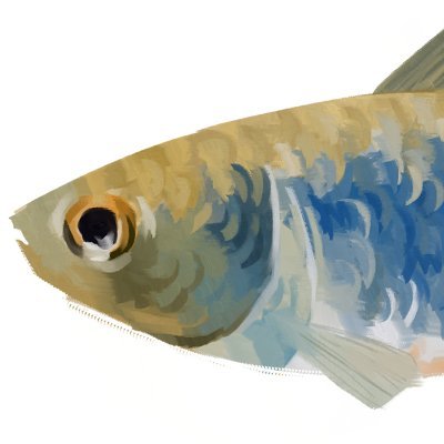 Fischer 🫧🐟さんのプロフィール画像