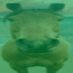 Random Green Horse (@random6975) Twitter profile photo Random Green Horse (@random6975) Twitter profile photo