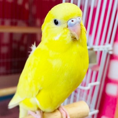 J21L13's profile picture. かわいい愛鳥と幸せに暮らしています🍀羽衣セキセイインコ♂／れもんちゃん🐥💛セキセイインコ ダブルファクター♀／ききちゃん(2025.3.31お迎え)🐣💛鳥さんとファッションとすみっコぐらし(とかげちゃん)が大好きです(*ฅ́˘ฅ̀*)💕