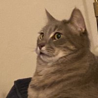 birisi (@besstik) Twitter profile photo