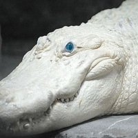 Stellaris Argeadist ⚡⚡🌖🌌 (@sthrober) 's Twitter Profile