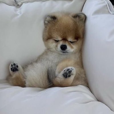 PomeC_an's profile picture. 02／おなかいっぱいなりたい