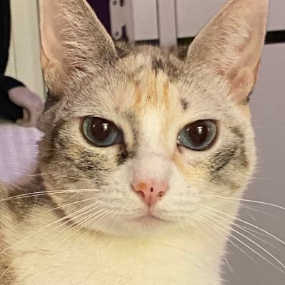 blackkreg's profile picture. solo lloro