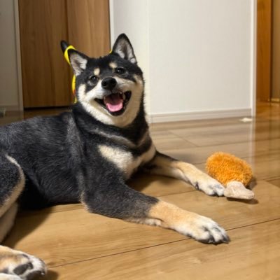ウチの黒柴いぶきは世界一ィ!! BUMPの次のライブではメンバーとタッチできると信じている。 ビルドから仮面ライダーにどっぷりハマる。無言フォロー歓迎!ハゲてからフォロワー様が爆発的に増えたので、暫くはフォロバ止めてます。様子を見て少しずつフォロバしたいと思います!(趣味関連の方はぜひメッセージ下さい😭)
