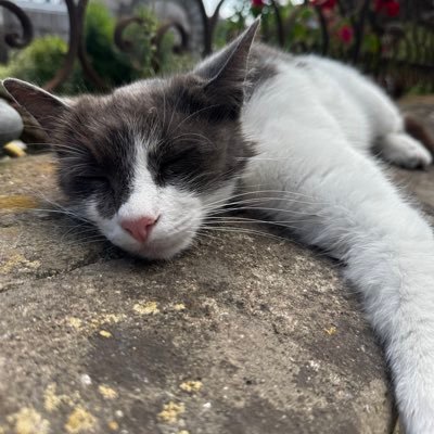 Aleks_German's profile picture. 