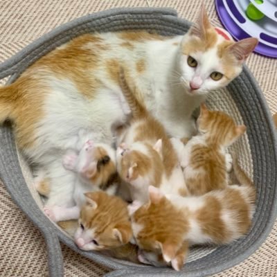 안동 산불현장에서 만삭으로 구조된 재삐와 무사히 태어난 6마리 아깽이들. 엄마 재삐 : 1살 추정 / 한치 두치 세치 네치 뿌꾸 빵 : 2025.04.26 / 더 많은 사진은 https://t.co/NMTFqph8MN ⬇ 입양문의신청 나비야 사랑해 ⬇️