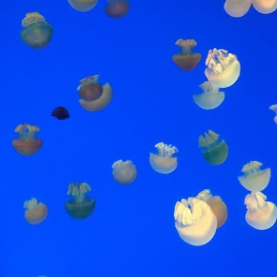 0x_moyu1's profile picture. 做对的事情，把事情做对