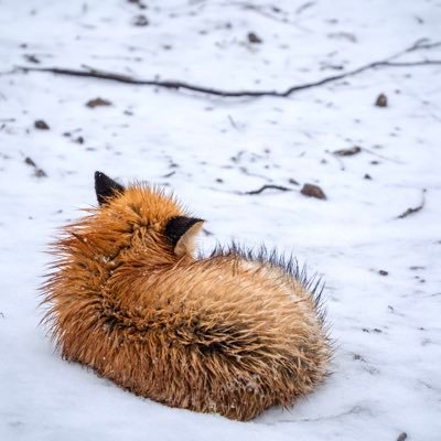 sherie_photo_sb's profile picture. ようこそひみつきちへ🦊｜水族館以外の写真投稿、本垢で投稿作品の裏話、写真への想い、写真旅、機材、たまに日常等幅広くゆるく語っていきます！｜▶︎本垢 @sherie_photo