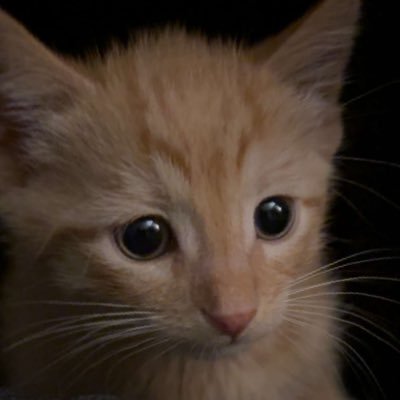 dsaucedo18's profile picture. where’s the gabagool |Machine Learning Engineer