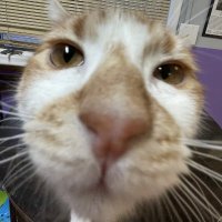 Snoots GC (@snoots_gc) 's Twitter Profile Photo Snoots GC (@snoots_gc) 's Twitter Profile Photo