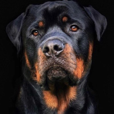 GoKikiwa's profile picture. 