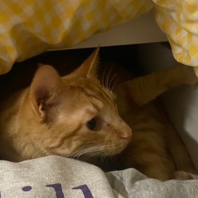 sbrnthlr's profile picture. so! bare in the throes!